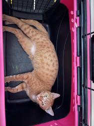 Found/Stray Female Cat last seen Cherry and Arrow, Fontana, CA 92335