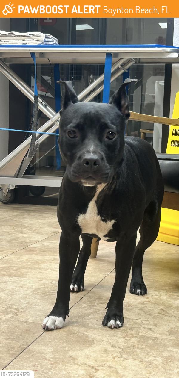 Found/Stray Female Dog last seen Miner Road and Federal Highway, Boynton Beach, FL 33435