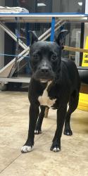 Found/Stray Female Dog last seen Miner Road and Federal Highway, Boynton Beach, FL 33435
