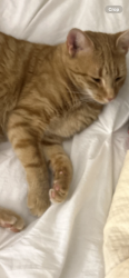 Reunited Female Cat last seen Stone hill middle school, Ashburn, VA 20148