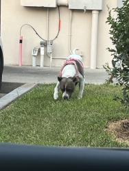 Found/Stray Unknown Dog last seen Domino’s, Victoria, TX 77901