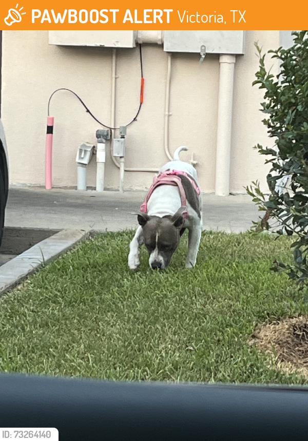 Found/Stray Unknown Dog last seen Domino’s, Victoria, TX 77901