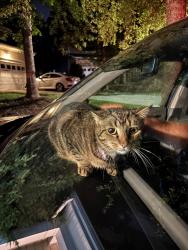 Reunited Female Cat last seen Near Morehead Hill Ct, Durham, NC 27703
