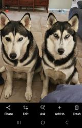 Lost Female Dog last seen 36th and AVE M, Palmdale, CA 93551