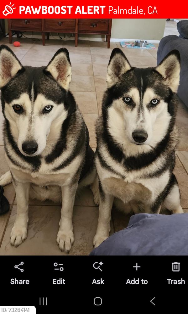 Lost Female Dog last seen 36th and AVE M, Palmdale, CA 93551