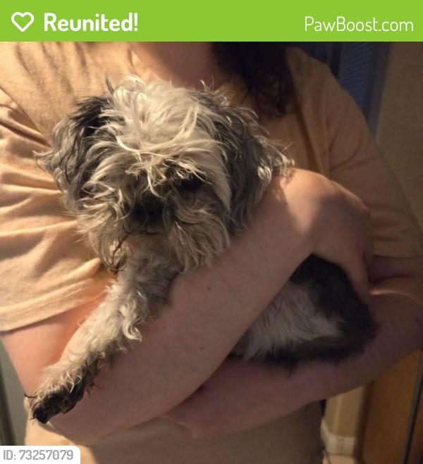 Reunited Unknown Dog last seen charter oak & African Violet, Henderson, NV 89074