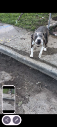 Found/Stray Male Dog last seen Fall creek, Indianapolis, IN 46208
