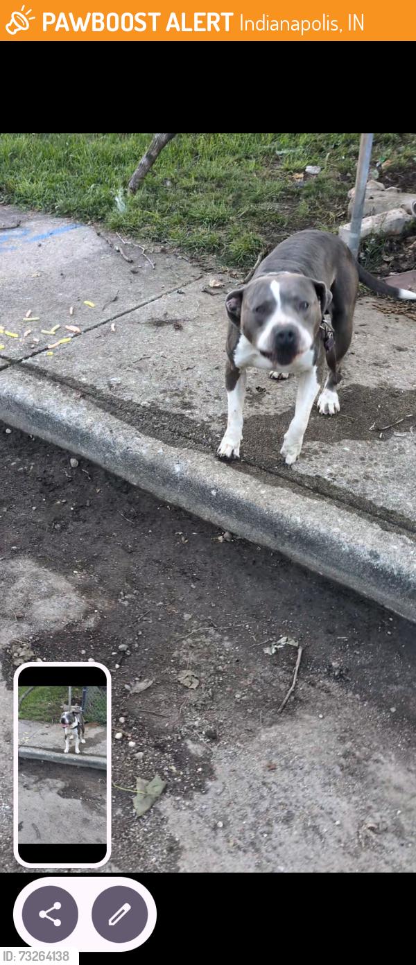 Found/Stray Male Dog last seen Fall creek, Indianapolis, IN 46208