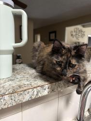 Lost Female Cat last seen Right by our hse she just ran out, Fort Worth, TX 76133