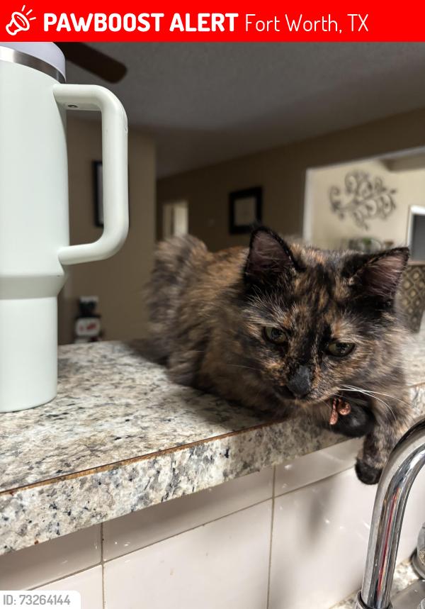 Lost Female Cat last seen Right by our hse she just ran out, Fort Worth, TX 76133