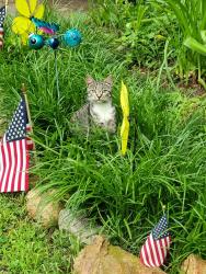 Lost Female Cat last seen Stallings Rd,Chick Springs Rd, Taylors, SC 29687