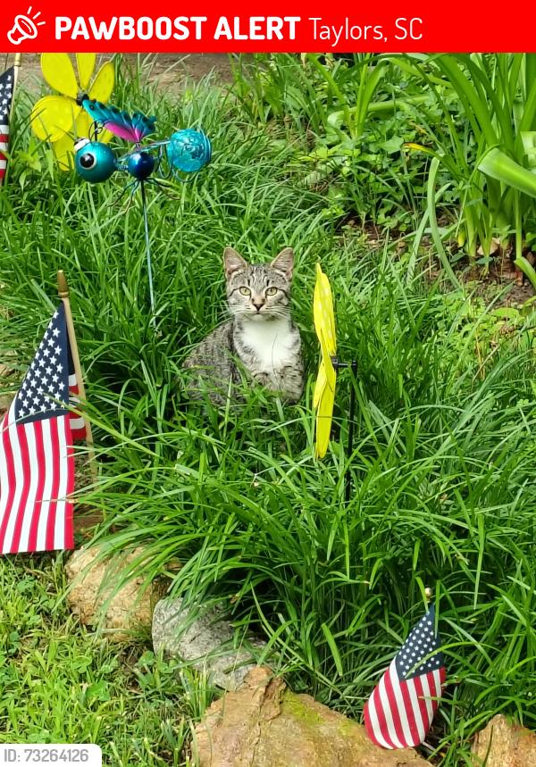 Lost Female Cat last seen Stallings Rd,Chick Springs Rd, Taylors, SC 29687