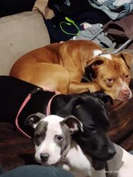 Lost Male Dog last seen West salem, Salem, OR 97304