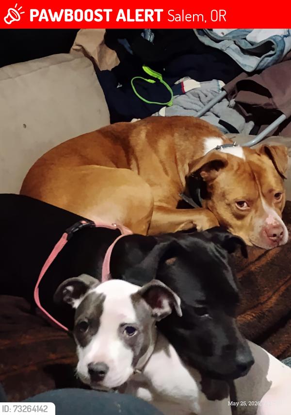 Lost Male Dog last seen West salem, Salem, OR 97304