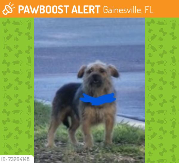 Found/Stray Unknown Dog last seen Asbury Park apmts tennis court, Gainesville, FL 32608