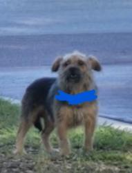 Found/Stray Unknown Dog last seen Asbury Park apmts tennis court, Gainesville, FL 32608