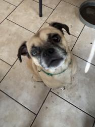 Found/Stray Male Dog last seen Mcoll Road, Edinburg, TX 78539