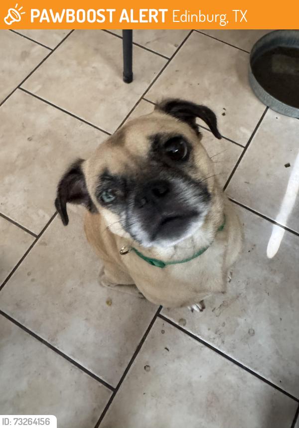 Found/Stray Male Dog last seen Mcoll Road, Edinburg, TX 78539