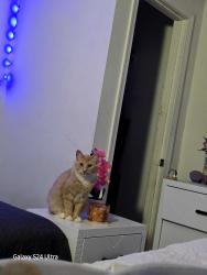 Lost Male Cat last seen Armstead St, Woodbridge, VA 22191