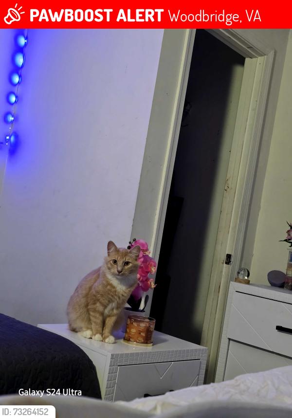 Lost Male Cat last seen Armstead St, Woodbridge, VA 22191