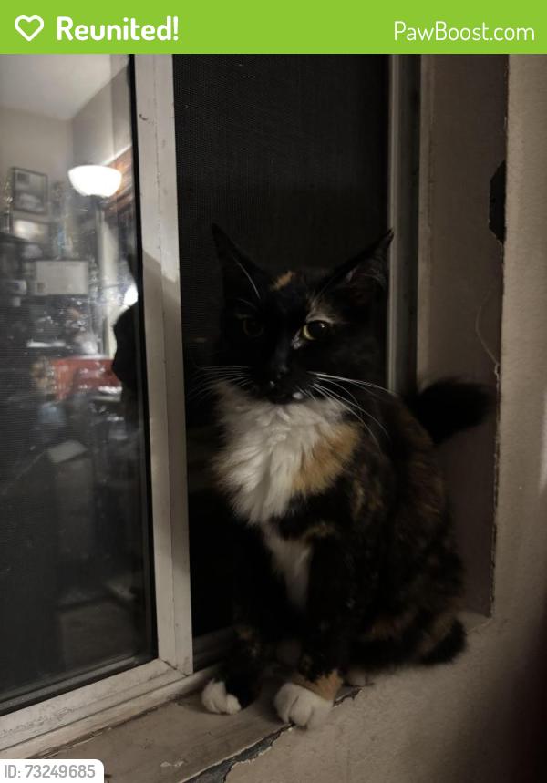 Reunited Female Cat last seen Applegate, Chula Vista, CA 91913