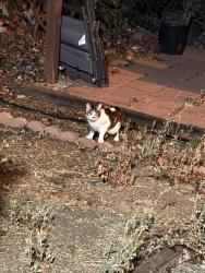 Reunited Female Cat last seen Purdue Annapolis, La Mesa, CA 91942