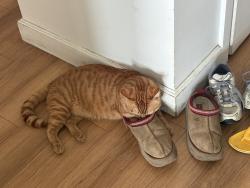 Reunited Male Cat last seen Lenox Rd and Kings Hwy, Brooklyn, NY 11212