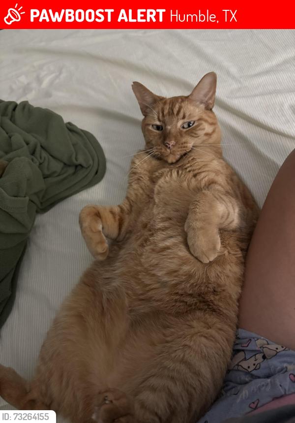 Lost Male Cat last seen Malardcrest Dr, Humble, TX 77346