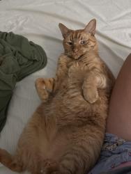 Lost Male Cat last seen Malardcrest Dr, Humble, TX 77346