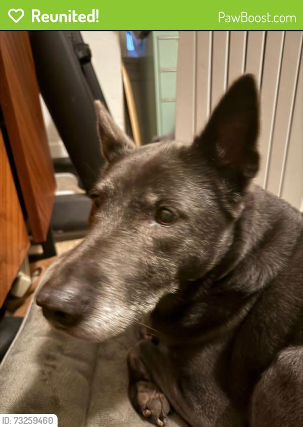 Reunited Female Dog last seen 10th and Adiline, Oakland, CA 94607