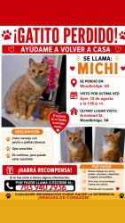 Lost Male Cat last seen Armstead St, Woodbridge, VA 22191