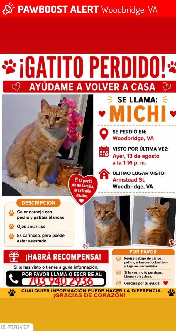 Lost Male Cat last seen Armstead St, Woodbridge, VA 22191