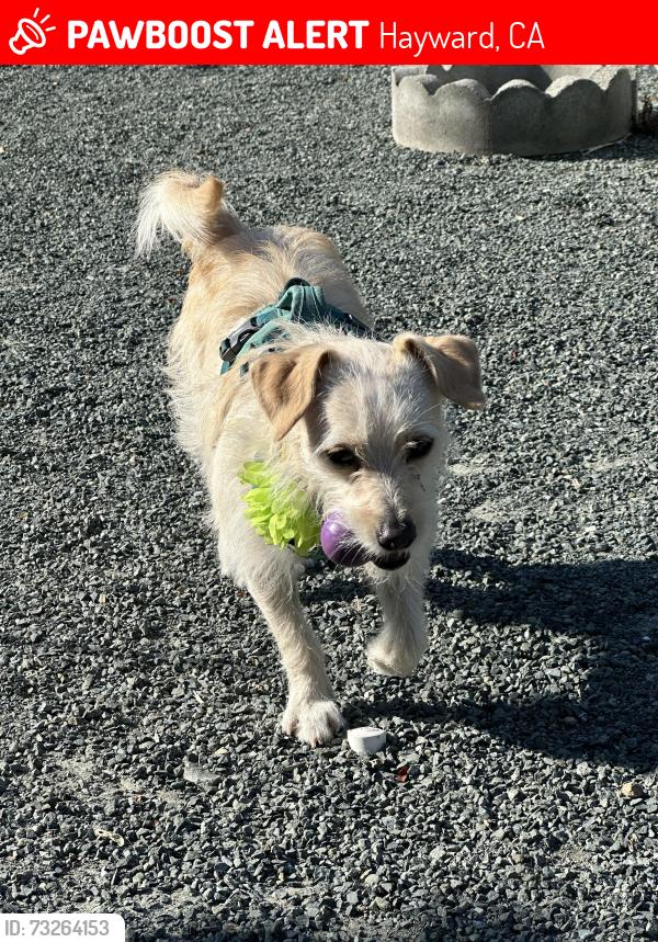Lost Female Dog last seen Hesperian and Arf, Hayward, CA 94545