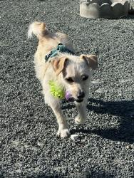 Lost Female Dog last seen Hesperian and Arf, Hayward, CA 94545