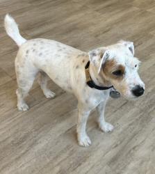Reunited Male Dog last seen Route 12 Center of Ashburnham, Ashburnham, MA 01430
