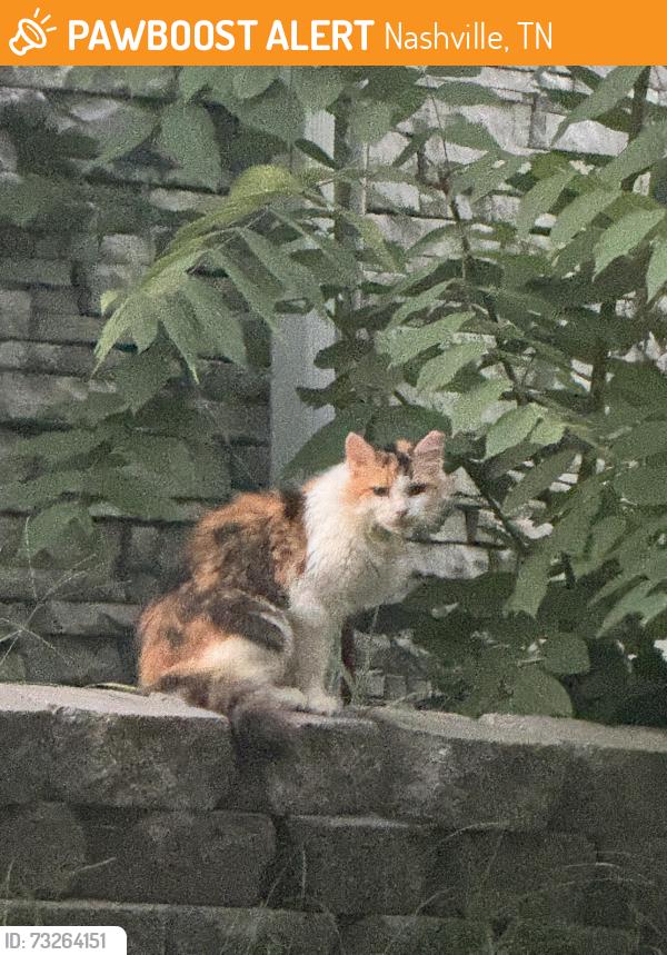 Found/Stray Female Cat last seen Deep woods circle, Nashville, TN 37214