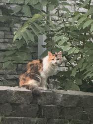 Found/Stray Female Cat last seen Deep woods circle, Nashville, TN 37214