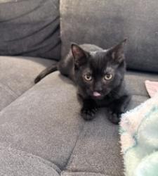 Shelter Stray Female Cat last seen 65TH ST & 11TH AVE, 2127 Front St, Sacramento, CA 95818, USA