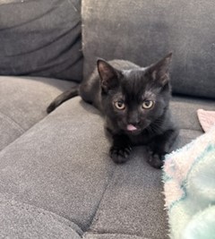 Shelter Stray Female Cat last seen 65TH ST & 11TH AVE, 2127 Front St, Sacramento, CA 95818, USA