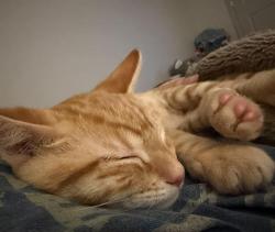 Shelter Stray Male Cat last seen SUNRISE SOUTH DR & HAINESPORT WAY, 2127 Front St, Sacramento, CA 95818, USA