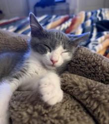 Shelter Stray Female Cat last seen YVONNE WAY & MAJORCA CIR, 2127 Front St, Sacramento, CA 95818, USA