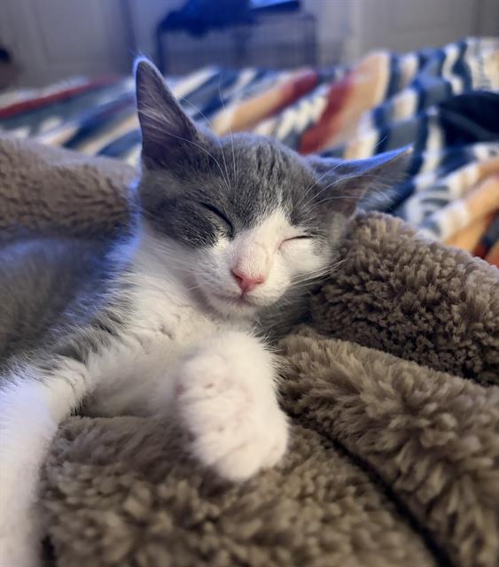Shelter Stray Female Cat last seen YVONNE WAY & MAJORCA CIR, 2127 Front St, Sacramento, CA 95818, USA