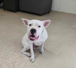 Shelter Stray Male Dog last seen , 957 N Gaffey St, San Pedro, CA 90731, USA