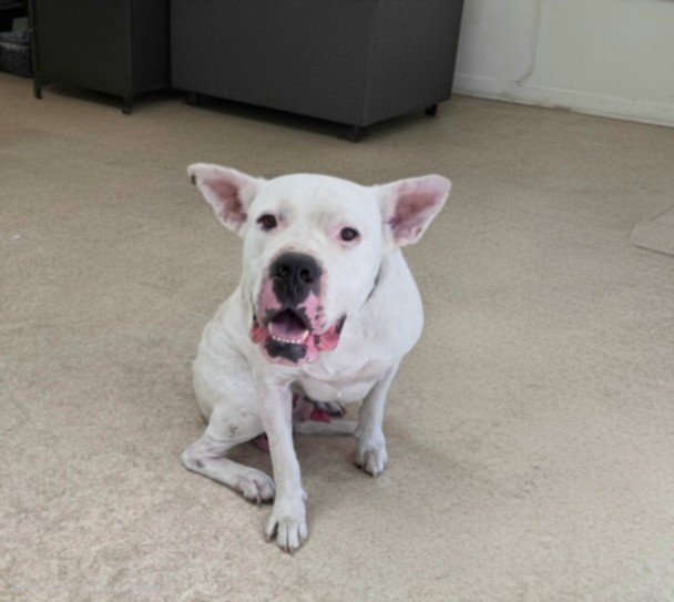Shelter Stray Male Dog last seen , 957 N Gaffey St, San Pedro, CA 90731, USA