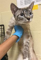 Shelter Stray Female Cat last seen 5TH ST & VALLEJO WAY, 2127 Front St, Sacramento, CA 95818, USA