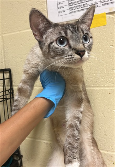 Shelter Stray Female Cat last seen 5TH ST & VALLEJO WAY, 2127 Front St, Sacramento, CA 95818, USA