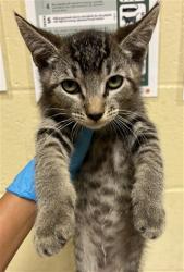 Shelter Stray Male Cat last seen 5TH ST & VALLEJO WAY, 2127 Front St, Sacramento, CA 95818, USA