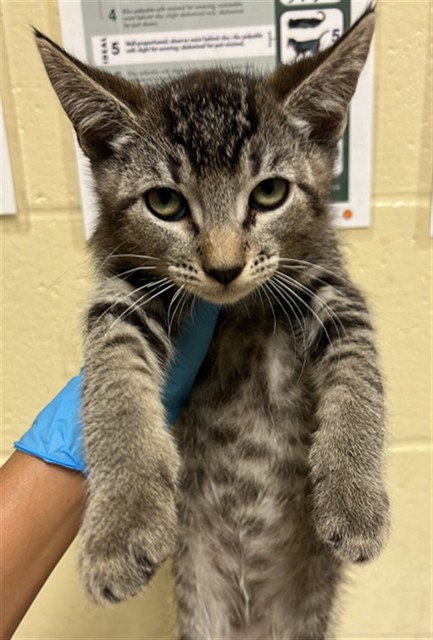 Shelter Stray Male Cat last seen 5TH ST & VALLEJO WAY, 2127 Front St, Sacramento, CA 95818, USA