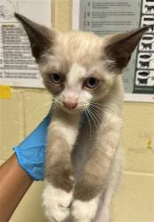 Shelter Stray Male Cat last seen 5TH ST & VALLEJO WAY, 2127 Front St, Sacramento, CA 95818, USA