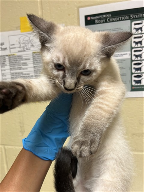 Shelter Stray Female Cat last seen 5TH ST & VALLEJO WAY, 2127 Front St, Sacramento, CA 95818, USA